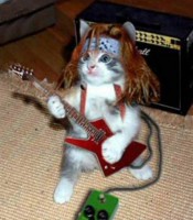 /album/ritmo-livre/cat-music-copia-2-jpg/